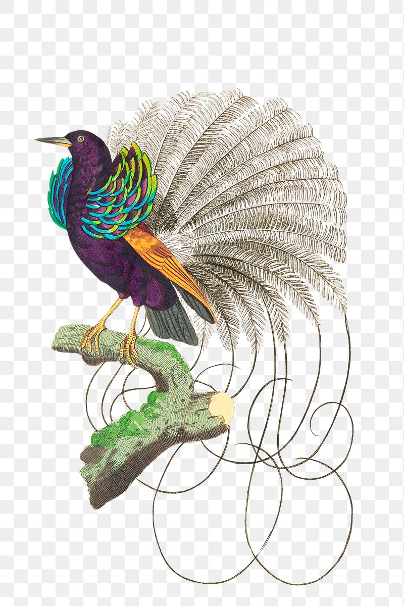 Png sticker bird vaillantian paradise | Free PNG Sticker - rawpixel