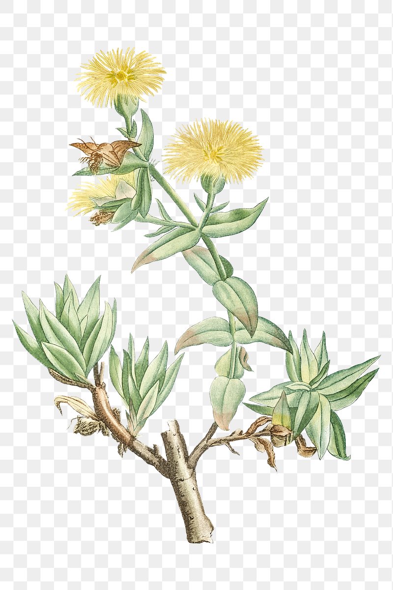 Hand drawn Mesembryanthemum Tortuosum (Kanna) | Premium PNG Sticker ...