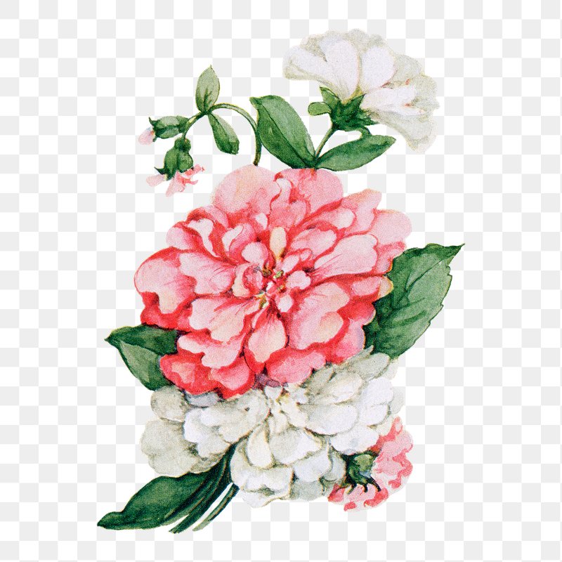 Clarkia flower png sticker, watercolor | Premium PNG - rawpixel