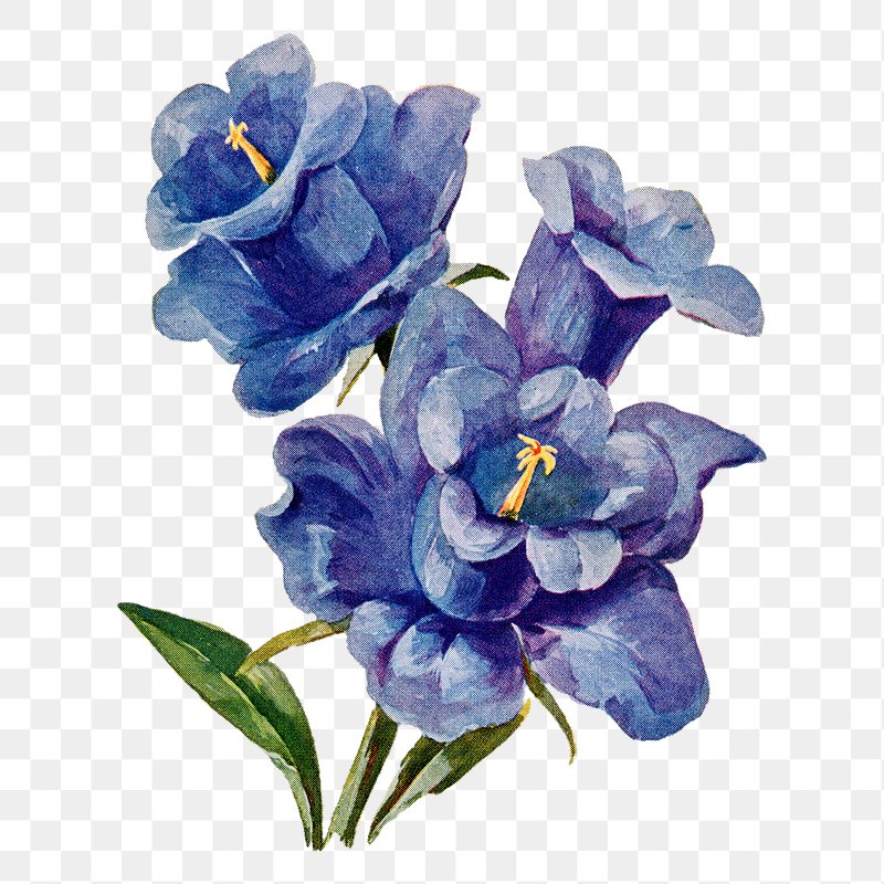 Blue Flower PNG Images  Free Photos, PNG Stickers, Wallpapers &  Backgrounds - rawpixel