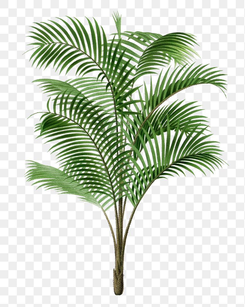 Palm Tree Sticker From Coconut Tree Stickers Clipart Vector, Palm Tree  Leaves, Palm Tree Leaves Clipart, Cartoon Palm Tree Leaves PNG and Vector  with Transparent Background for Free Download
