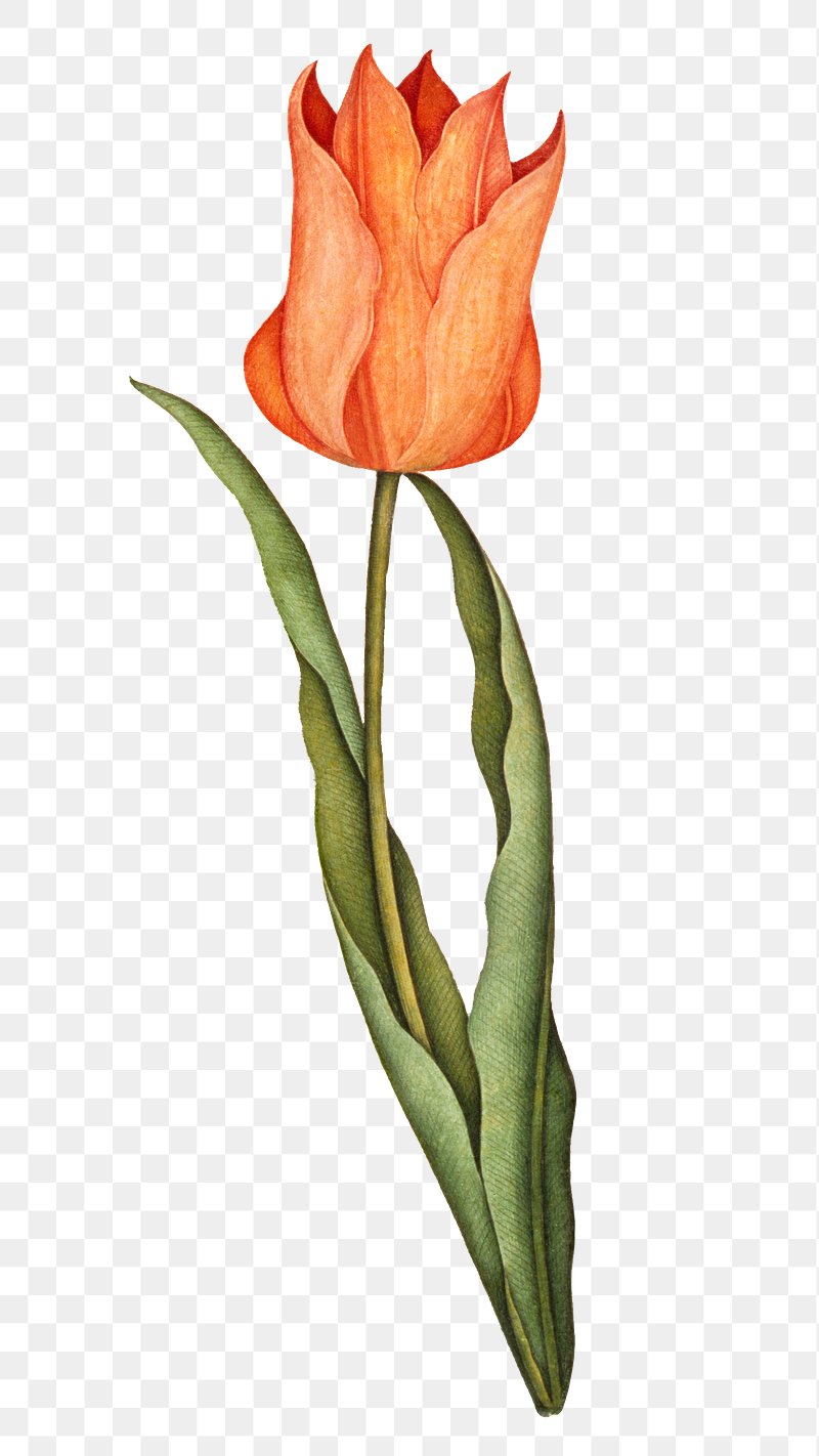 Vintage png orange tulip flower | Premium PNG Sticker - rawpixel