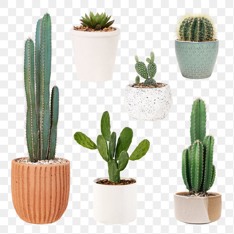 Potted Cactus png images