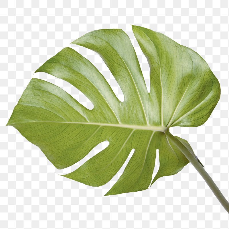 Split leaf philodendron, monstera plant | Free PNG Sticker - rawpixel