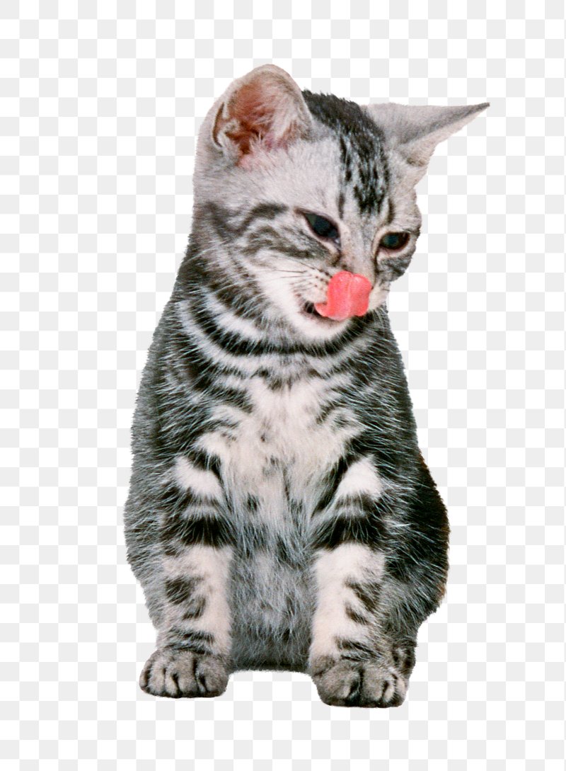 Cats transparent PNG images - StickPNG