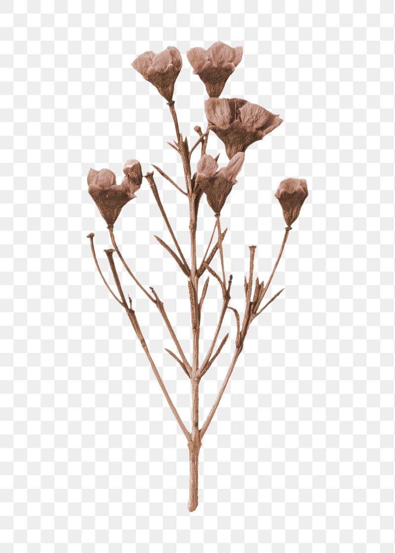 Image tagged with pressed flower transparent png not my image on