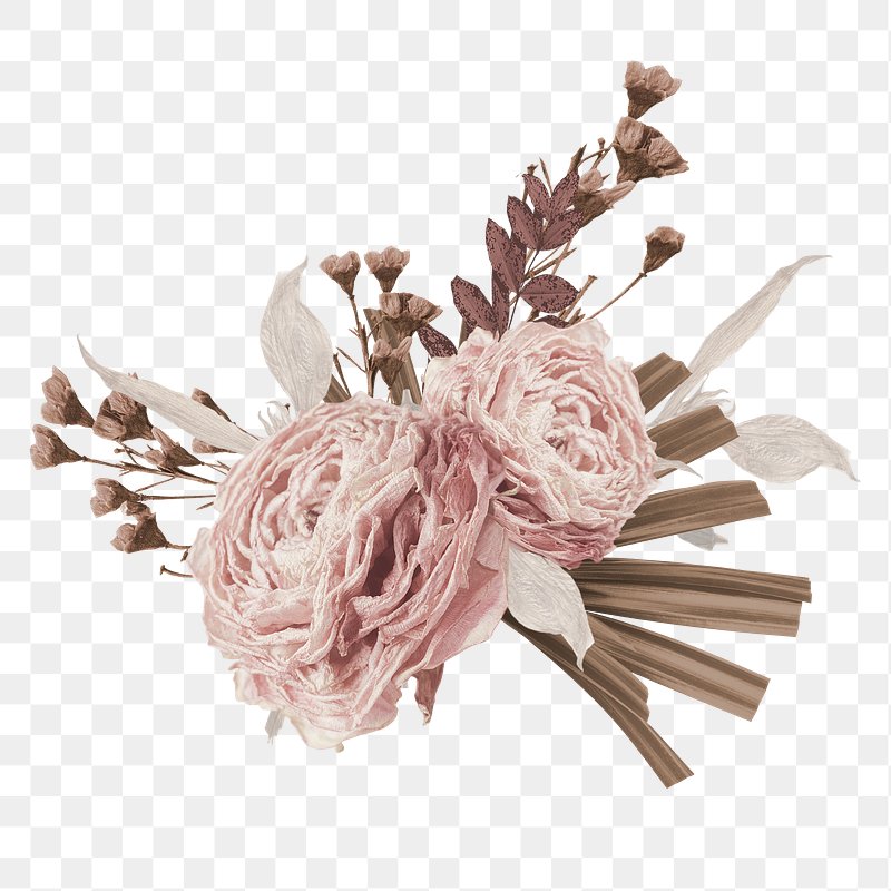 Dried Flowers, Wildflowers Bouqets. Png Illustration with Transparent  Background. Stock Illustration - Illustration of pattern, pink: 274965790