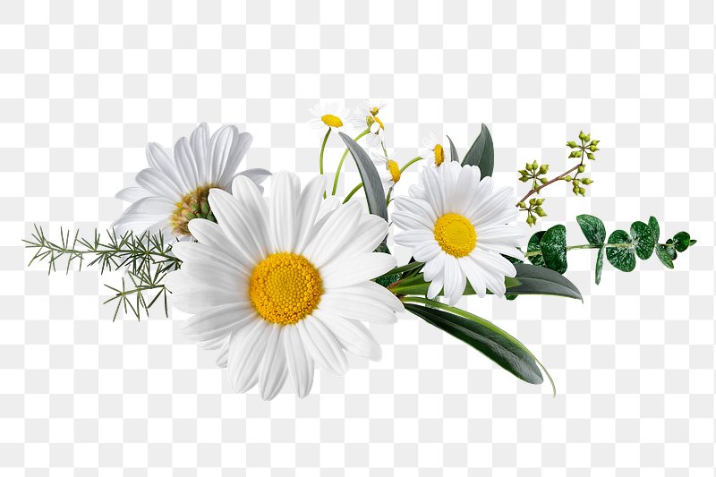 Flower PNG Images  Free PNG Vector Graphics, Effects