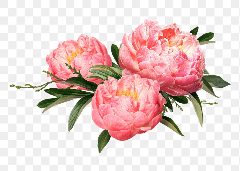 Peony Images | Free HD Backgrounds, PNGs, Vector Graphics, Illustrations &  Templates - rawpixel