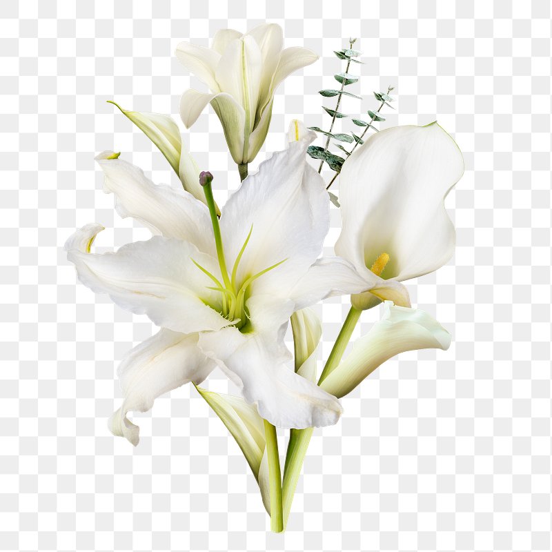 white flower white background