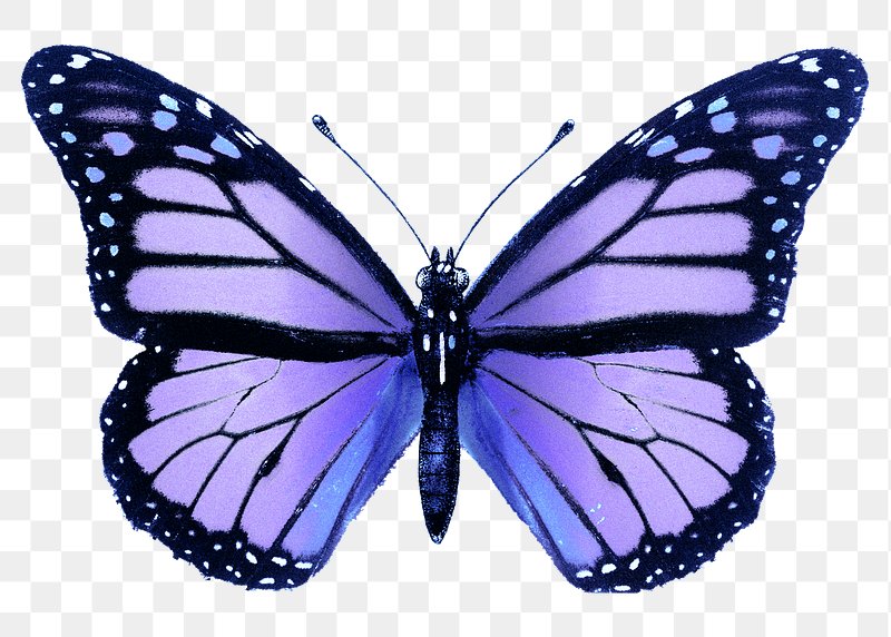 Purple Butterfly Images  Free Photos, PNG Stickers, Wallpapers