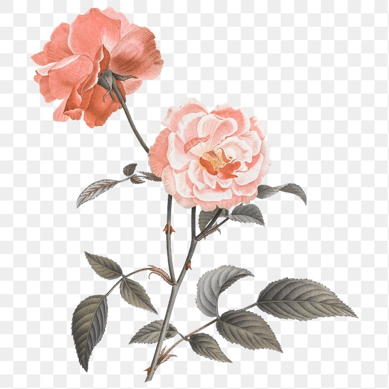 Rose flower png sticker, botanical | Premium PNG - rawpixel