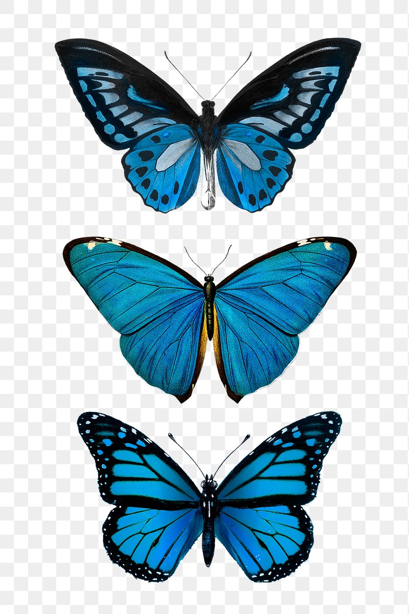 Vintage Common Blue butterflies illustration | Premium PNG - rawpixel