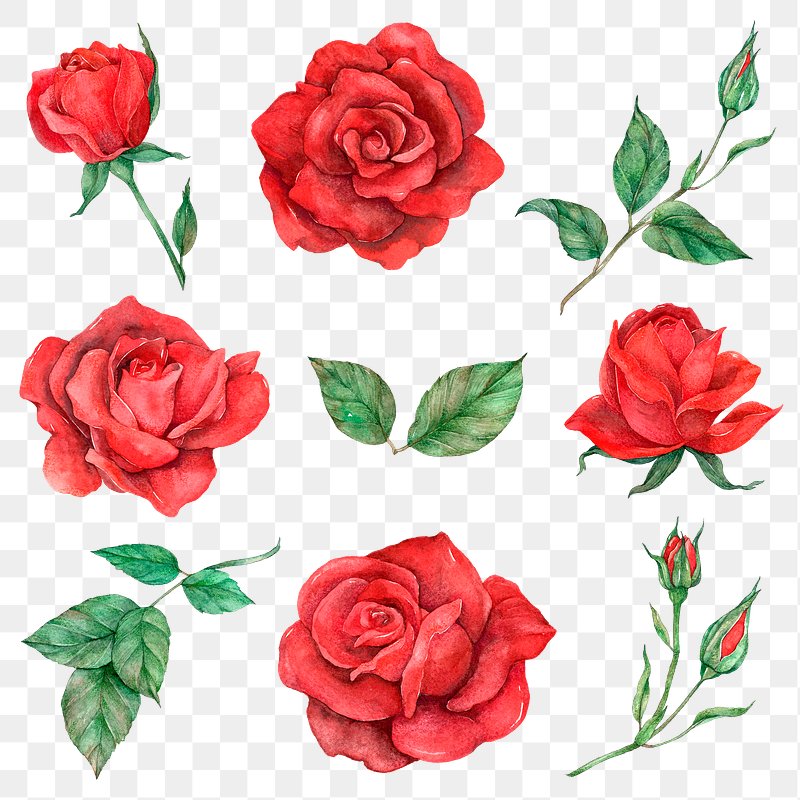 Red Rose Images  Free HD Backgrounds, PNGs, Vector Graphics