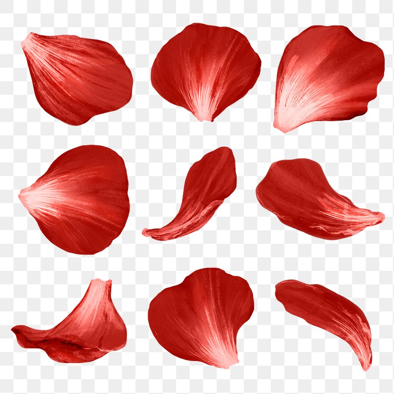 Rose Petals Images  Free HD Backgrounds, PNGs, Vector Graphics,  Illustrations & Templates - rawpixel
