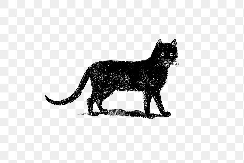 Vintage Black Cat Illustration