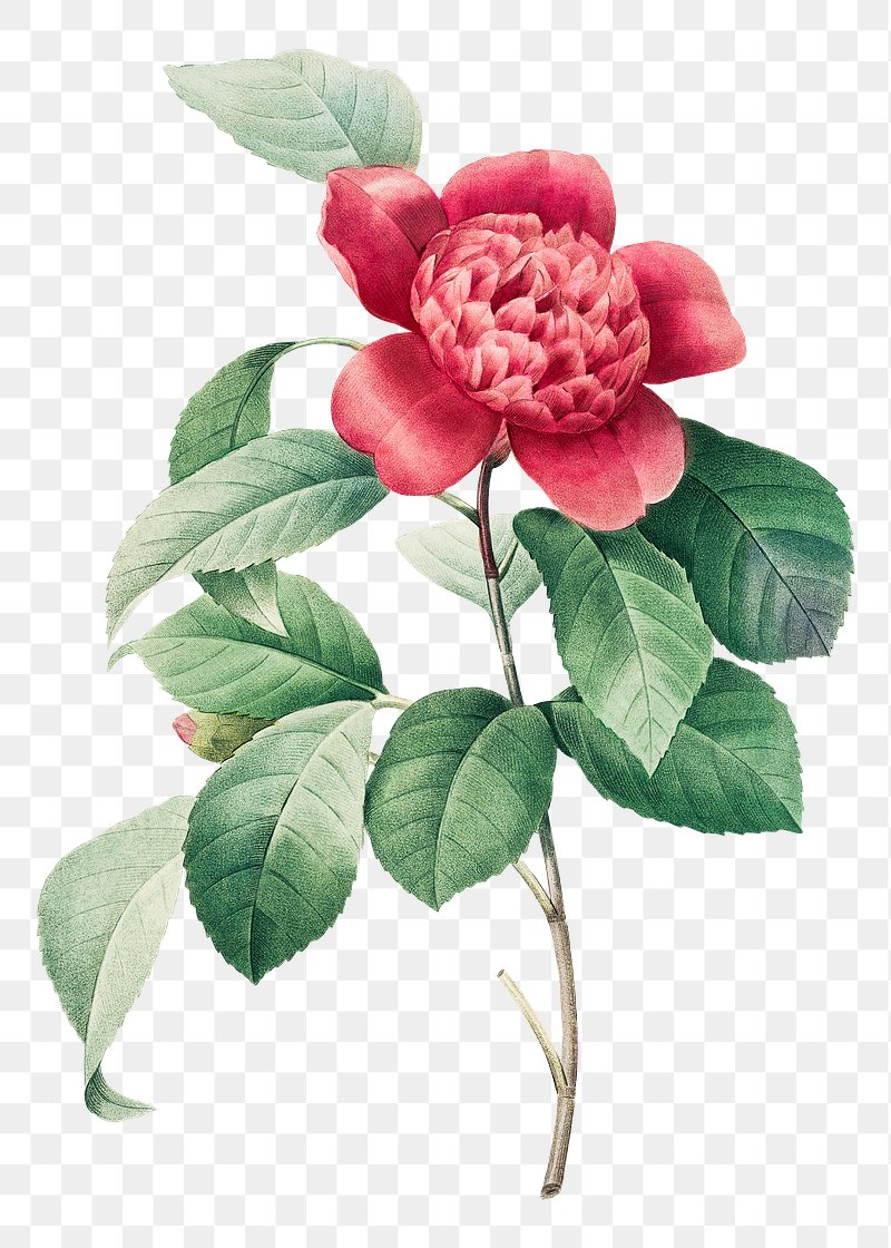 Red Camelia PNG Images | Free Photos, PNG Stickers, Wallpapers ...