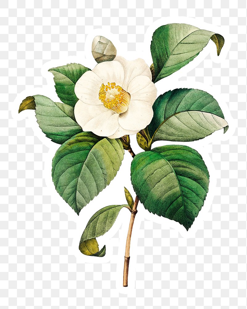 White Japanese camellia flower sticker | Free PNG Sticker - rawpixel