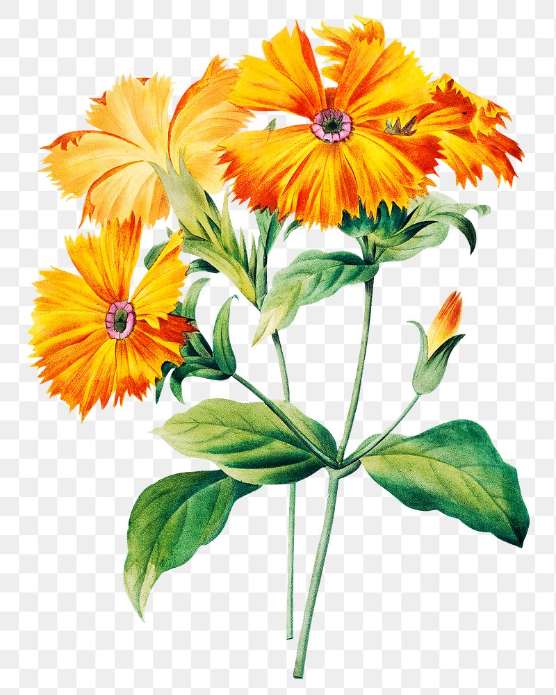 Ботанический рисунок Calendula officinalis