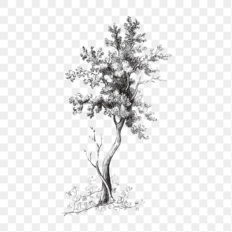herbs clipart black and white tree