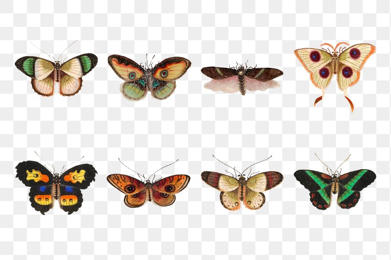 Colorful butterflies and moths insects | Free PNG Sticker - rawpixel