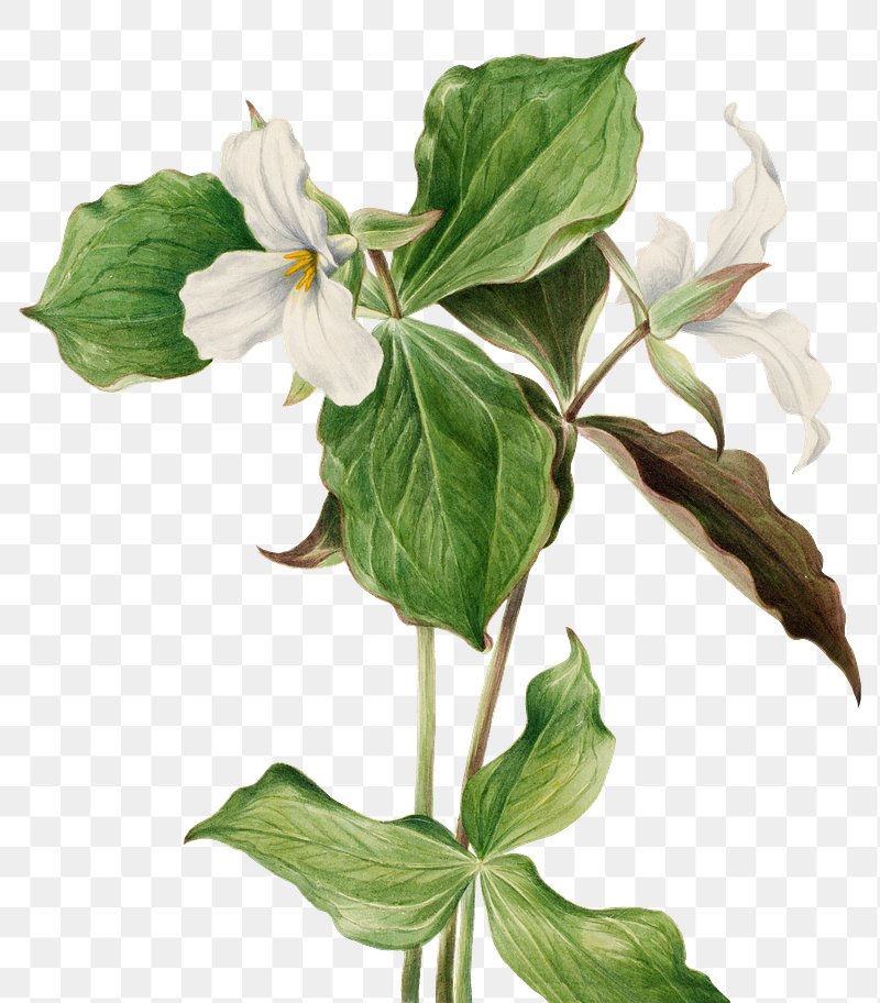 Free royalty image about Large white trillium flower png botanical