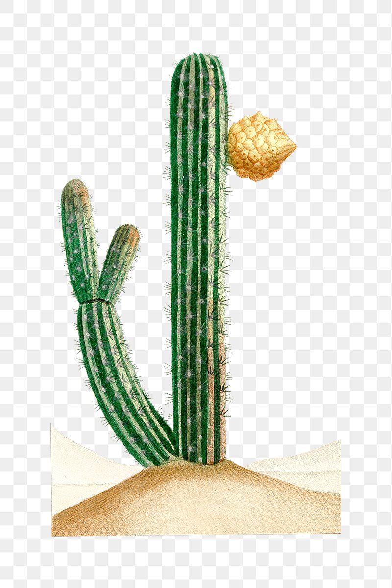 Premium Vector, Cute cactus holding a blank text board