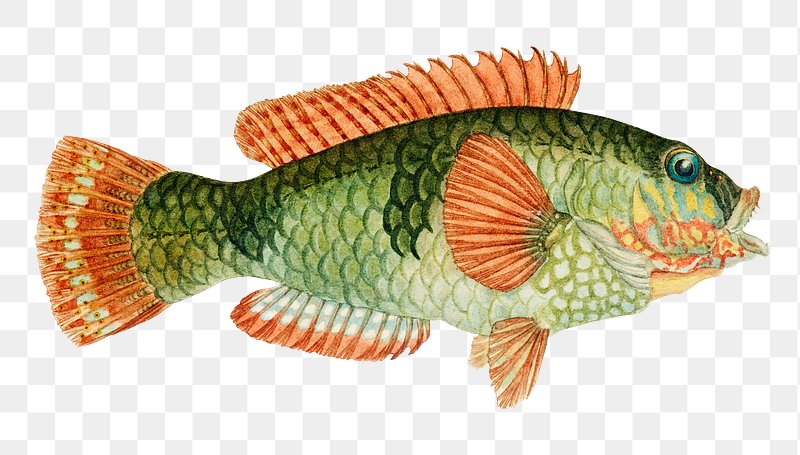 Vintage Fish Images | Free Public Domain Paintings, Graphics ...