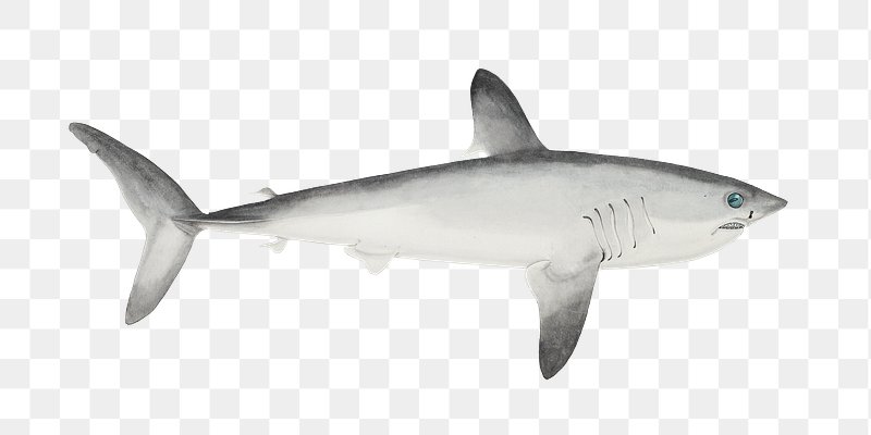 Vintage porbeagle shark drawing png sea… | Free stock illustration ...