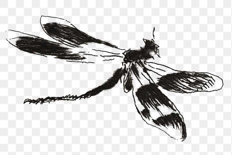 dragon fly clip art black and white