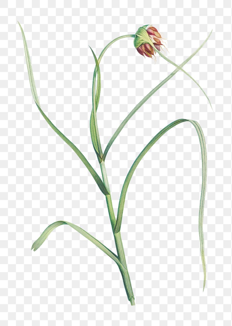 Garlic flower in bloom | Free transparent png - 573993