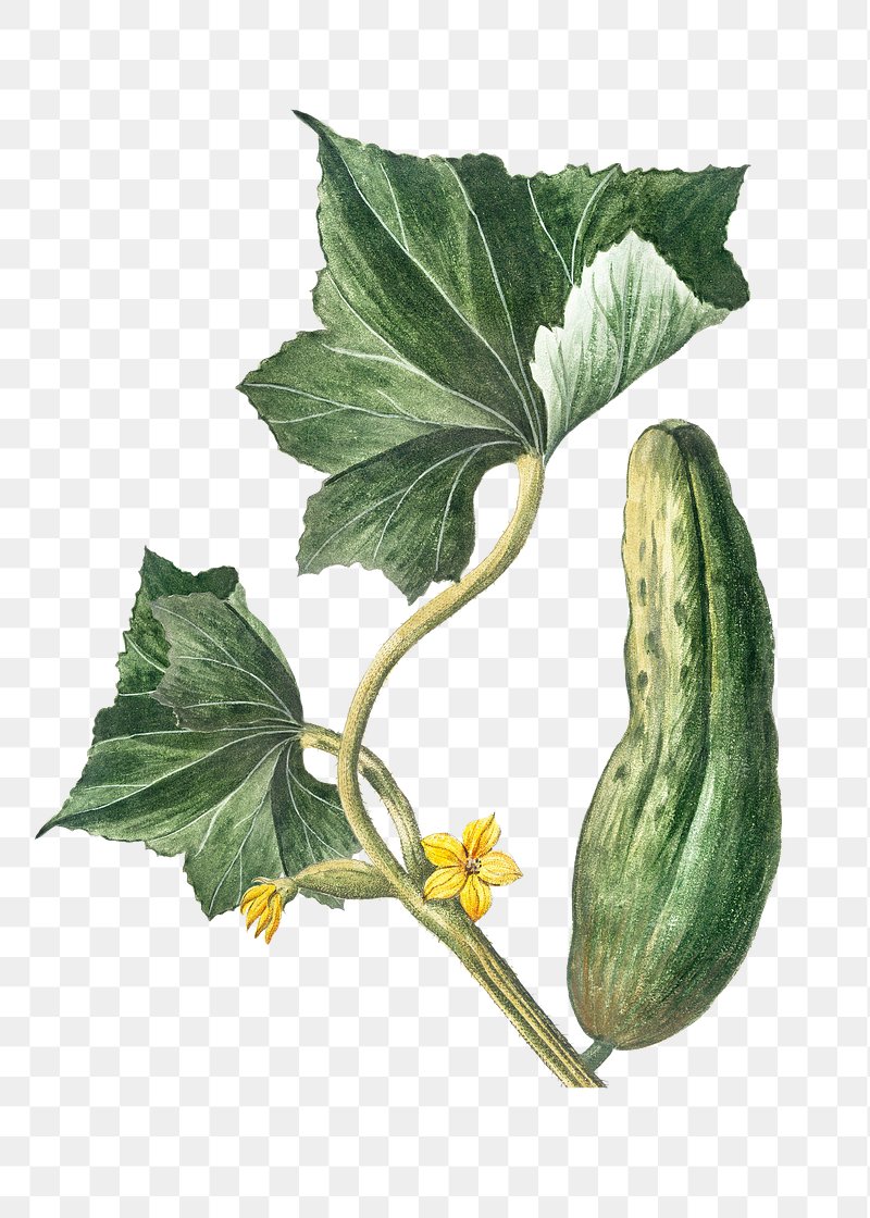 vegetable plant png