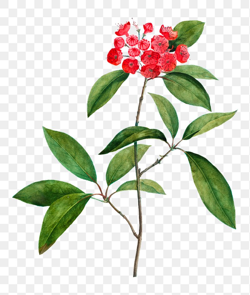 Mountain laurel flower transparent png | Free PNG Sticker - rawpixel