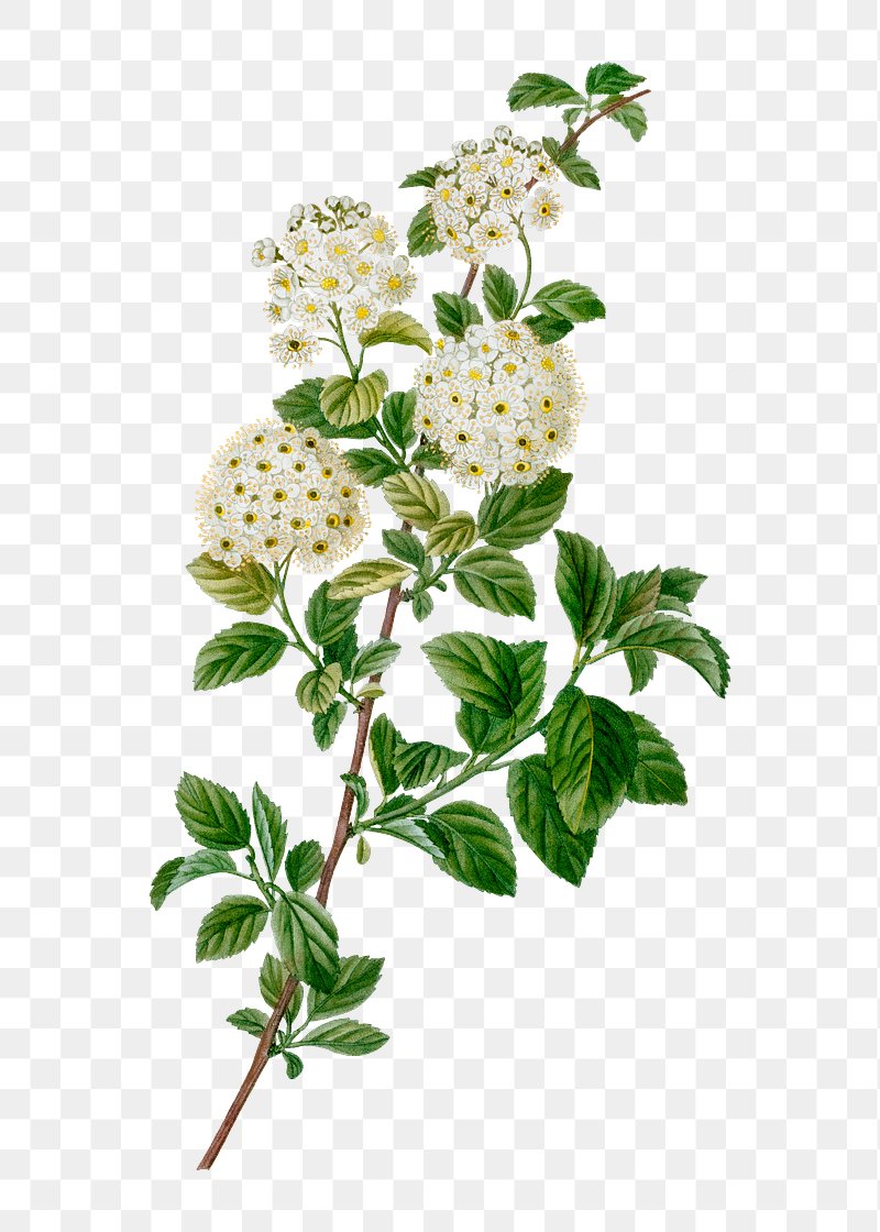 Germander meadowsweet branch plant transparent | Free PNG Sticker ...