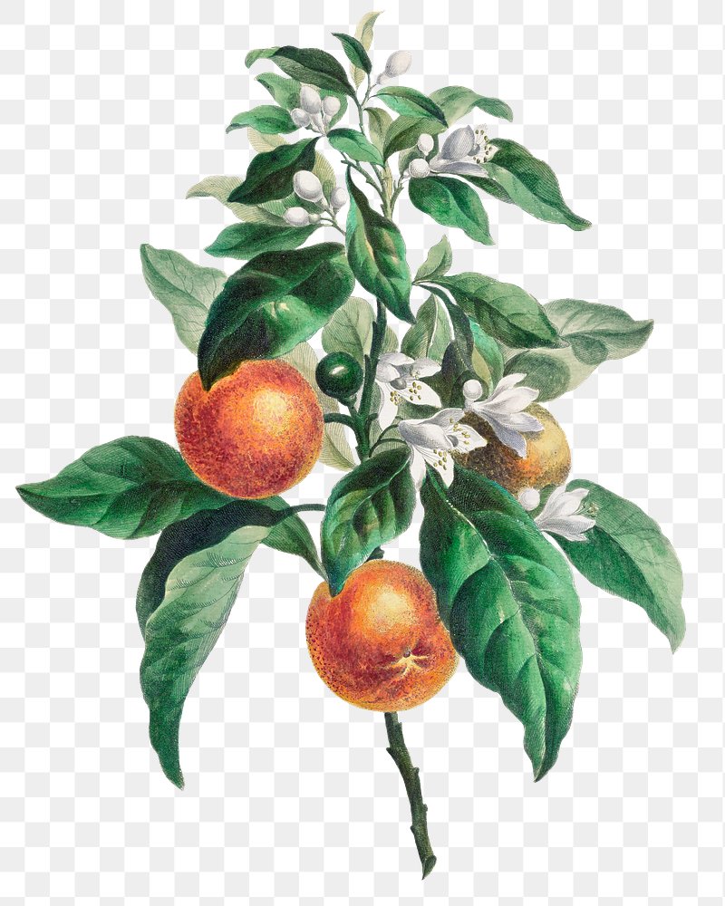 orange tree drawing