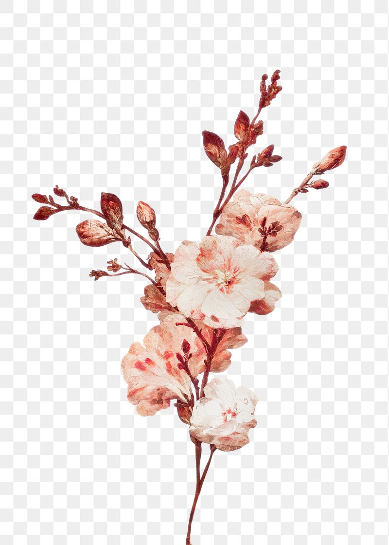 Flower Png Images Free Png Vector Graphics Effects Backgrounds Rawpixel Flower Png Images Free Png Vector Graphics Effects Backgrounds Rawpixel