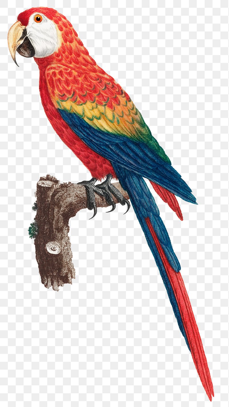 tropical bird clip art