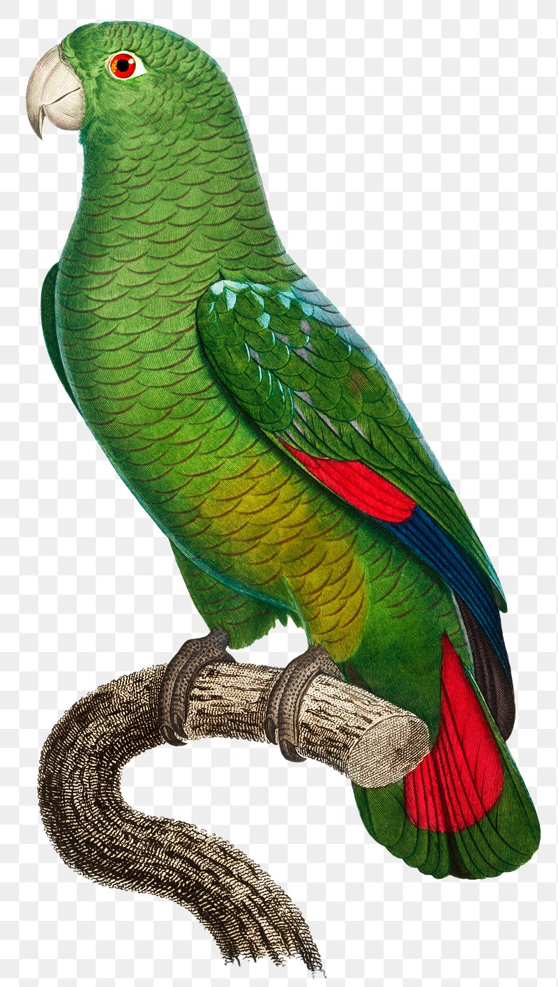 amazon parrot clipart