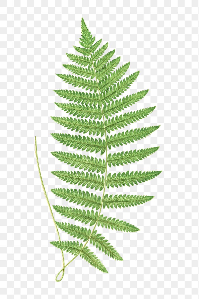 Fern PNG Images | Free Photos, PNG Stickers, Wallpapers & Backgrounds ...