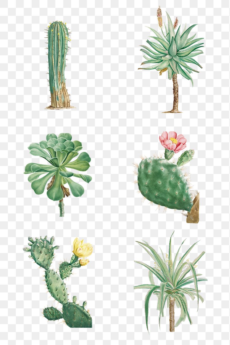 desert plant png
