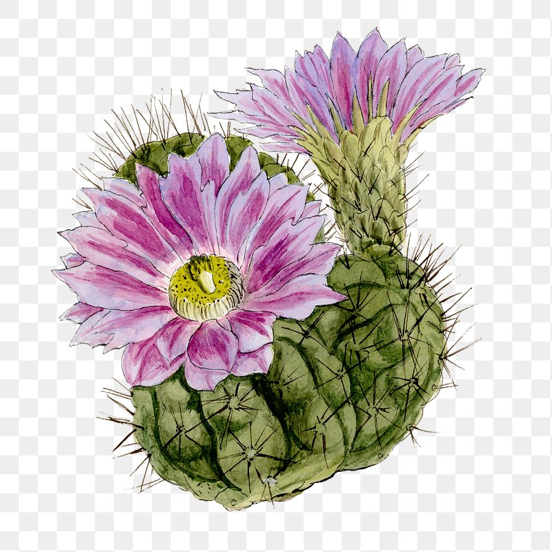 cactus flower clip art