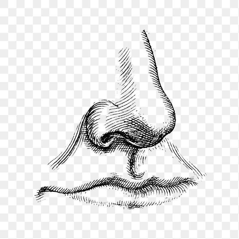 human nose clip art black and white