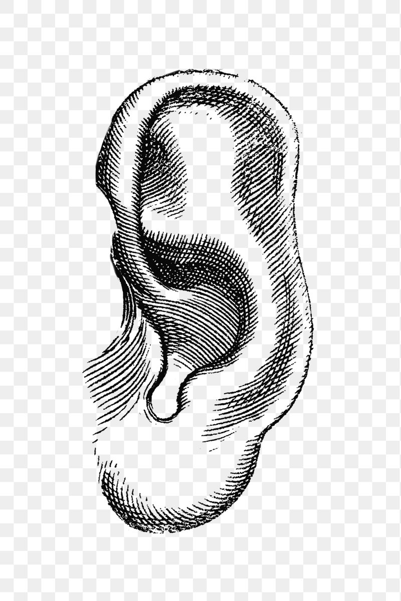 Ear Images  Free Photos, PNG Stickers, Wallpapers & Backgrounds - rawpixel