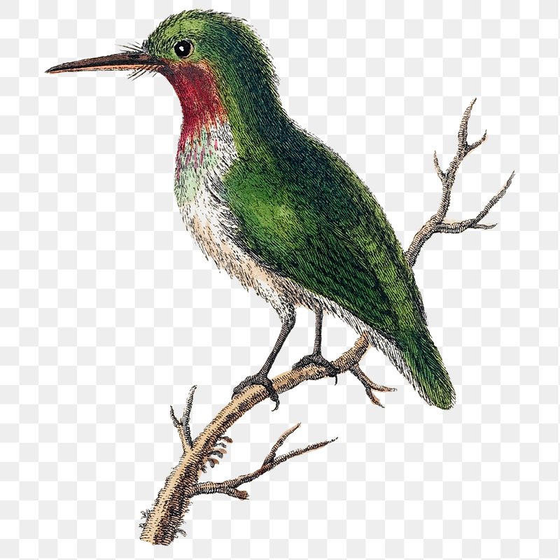 Bird png sticker, animal illustration, | Premium PNG Sticker - rawpixel