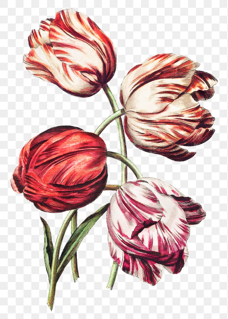 Vintage red, pink and orange tulip flowers… | Free stock illustration | High Resolution graphic Vintage red, pink and orange tulip flowers illustration botanical wall art