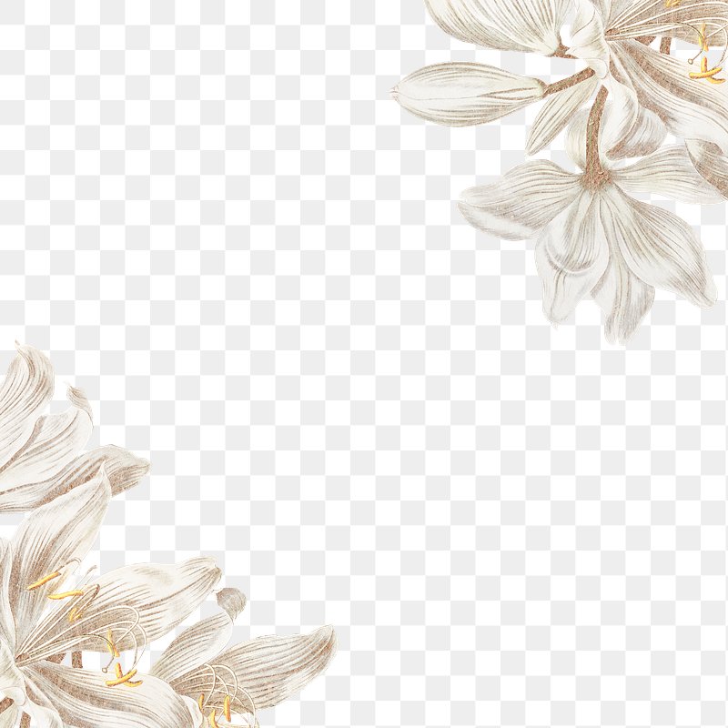 White Flower Images | Free HD Backgrounds, PNGs, Vector Graphics,  Illustrations & Templates - rawpixel