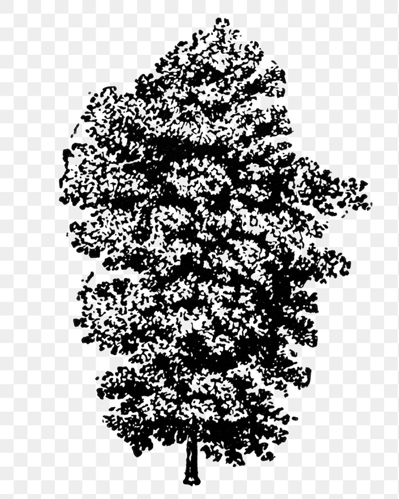 Whitewood Images Free Photos, PNG Stickers, Wallpapers & Backgrounds