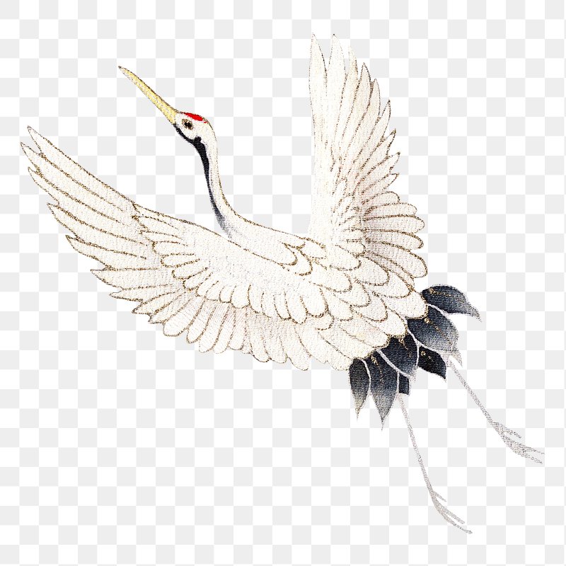 flying white crane bird