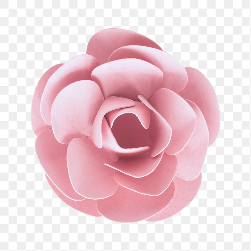 Rose | Transparent Png Background And Graphic Assets | Rawpixel