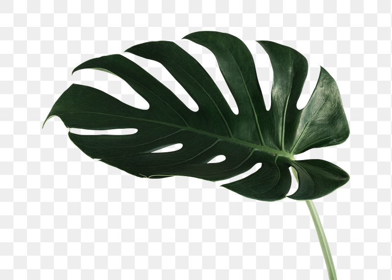 Plant PNG Images | Free PNG Vector Graphics, Effects & Backgrounds ...